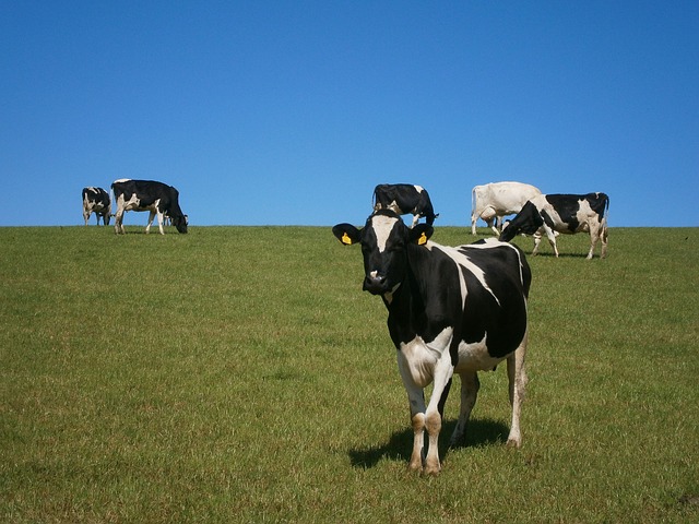 krávy na louce.jpg