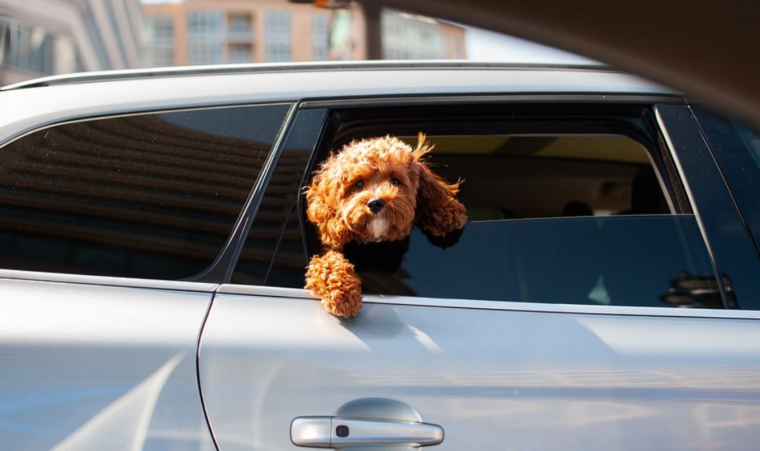 pes v autě